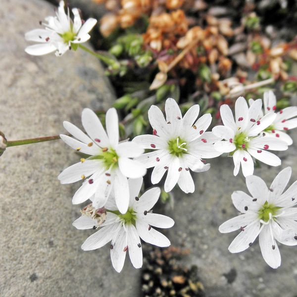 Stellaria longipes Svalbard Longyearbyen 2014 2 A.Elven a